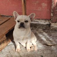 Cucciola bulldog francese x esubero esemplari