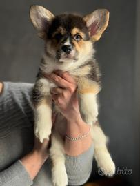 Cuccioli Welsh Corgi Pembroke