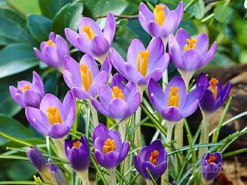 Crocus barr's purple bulbi fiori piante