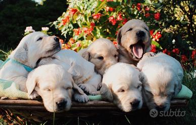 Golden Retriever cuccioli linea inglese