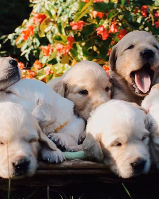 Golden Retriever cuccioli linea inglese