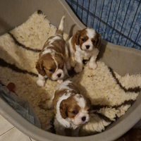 Cavalier King Charles Spaniel con Pedigree Enci
