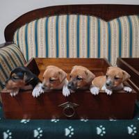 Jack Russell Gamba Corta