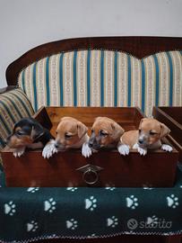 Jack Russell Gamba Corta