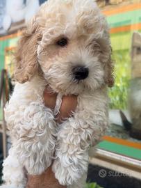 Cuccioli di maltipoo particolari