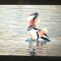 Lenovo Tab M11 Whit Tab Pen 