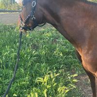 Quarter Horse