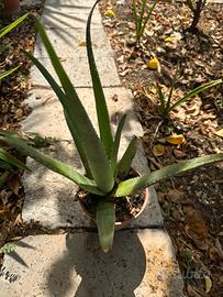 Piantina aloe vera