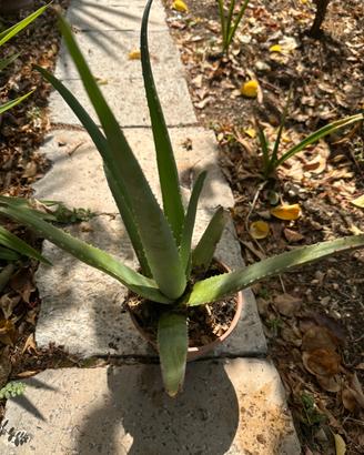 Piantina aloe vera