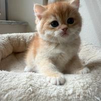 British shorthair black golden