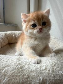 British shorthair black golden