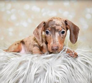 BASSOTTO KANINCHEN & BASSOTTI PUPPY isabella merle