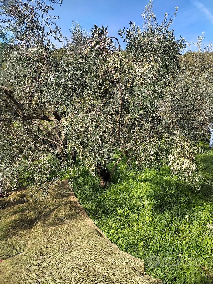 genazzano oliveto 150 - Vista 2