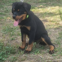 Cucciole con Pedigree rottweiler