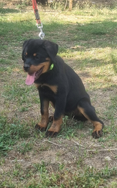 Cucciole con Pedigree rottweiler