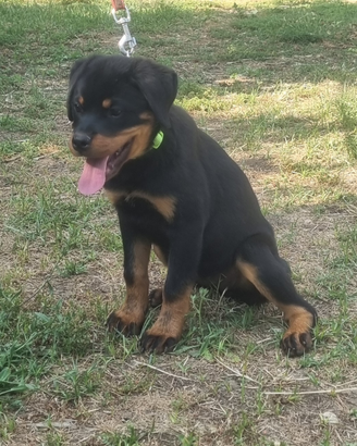 Cucciole con Pedigree rottweiler