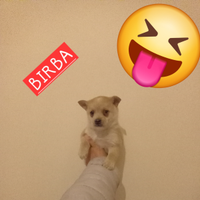 Pincher chihuahua taglia piccola