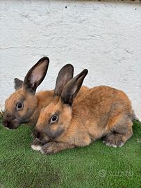 Conigli turingia