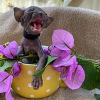 Cuccioli canadian sphynx