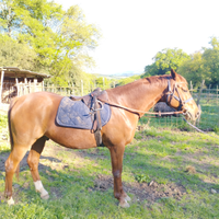 Purosangue Arabo 6 anni