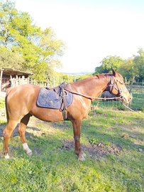 Purosangue Arabo 6 anni