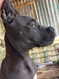 Cane Corso
