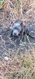 Femmina di Pitt bull