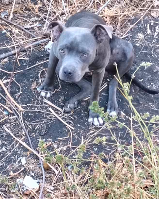 Femmina di Pitt bull