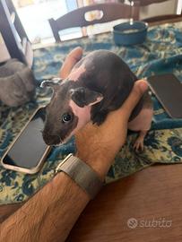 Cavia skinny