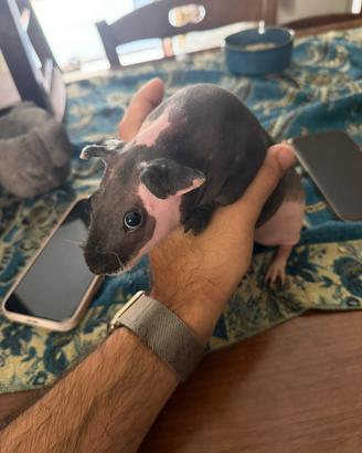 Cavia skinny