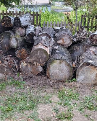 Legna da ardere in tronchi