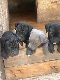 Cane corso
