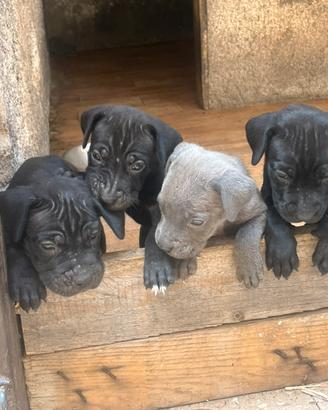 Cane corso