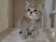 Immagine 3