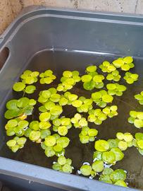 Piante acquatiche 