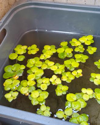 Piante acquatiche 