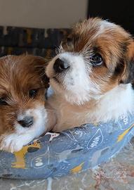 Cuccioli di Jack Russell Terrier broken e ruvido