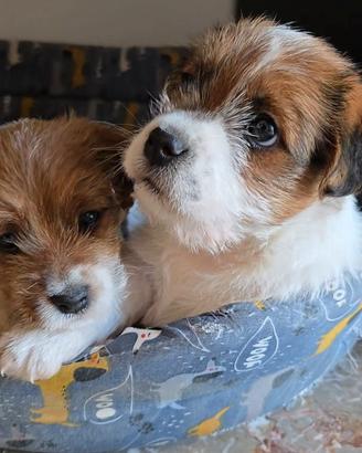 Cuccioli di Jack Russell Terrier broken e ruvido