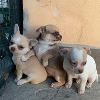 Tenerissime cucciole di Chihuahua di 2 mesi