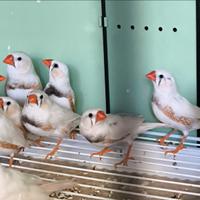 Diamantini mandarini