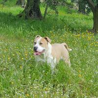 American Staffordshire Terrier