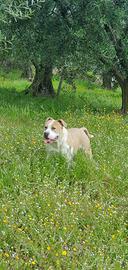 American Staffordshire Terrier