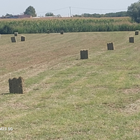 Fieno di prato stabile