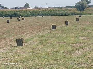 Fieno di prato stabile