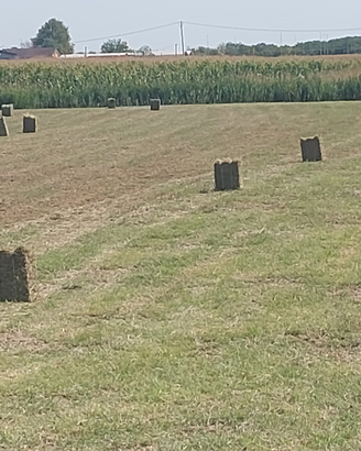 Fieno di prato stabile