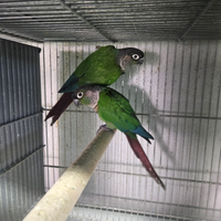 Pyrrura guance verdi