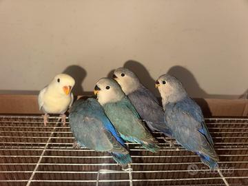 Inseparabili allevati a mano