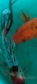 Carpa koi di 22 cm rossa con macchie nere