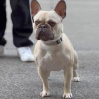 Bulldog francese