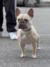 Bulldog francese